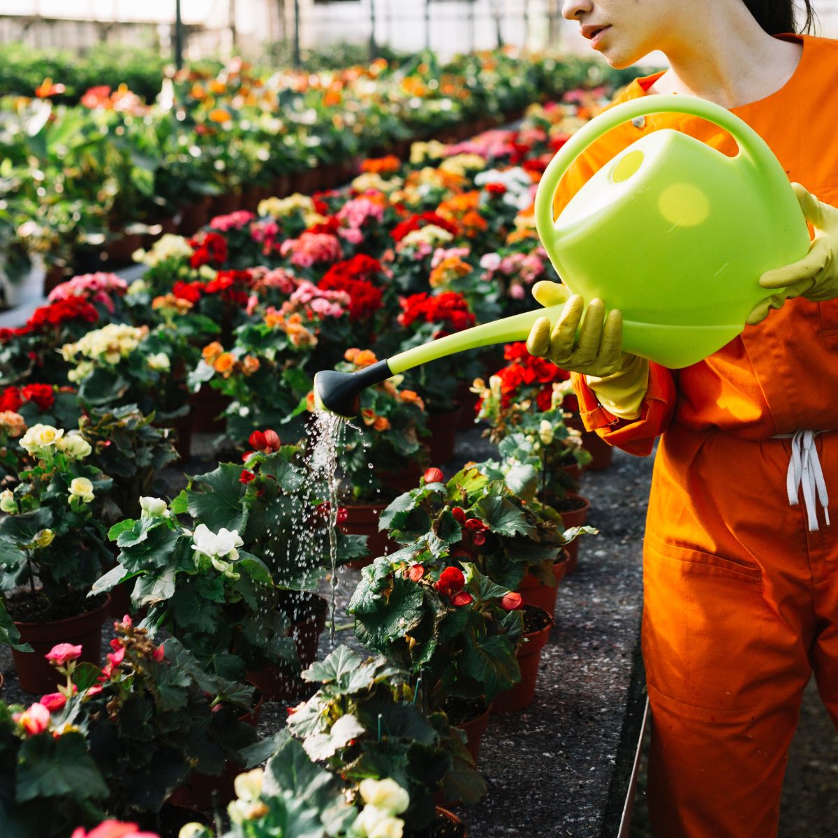 Watering Schedule for Vegetables