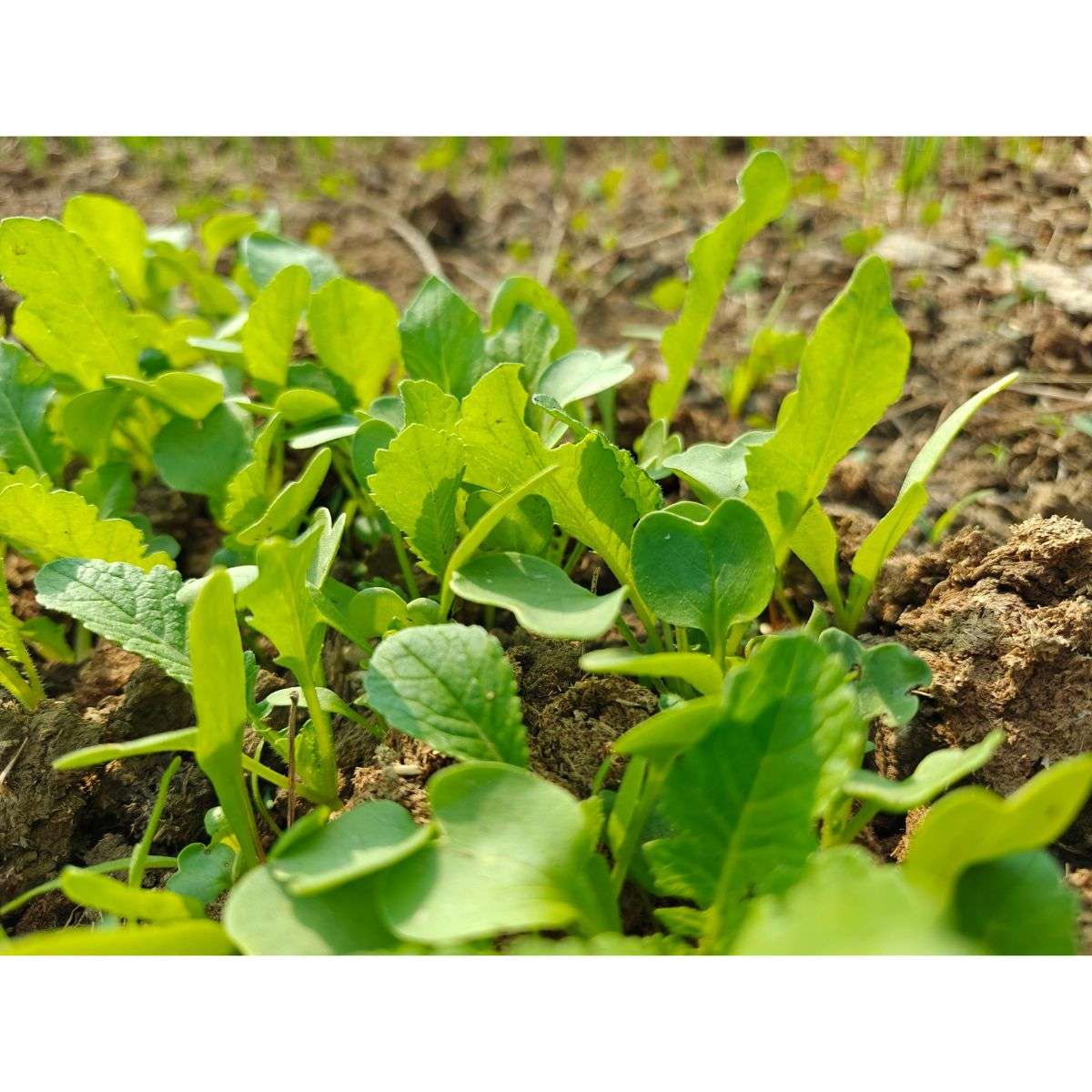 Weeds Outgrow Your Plants
