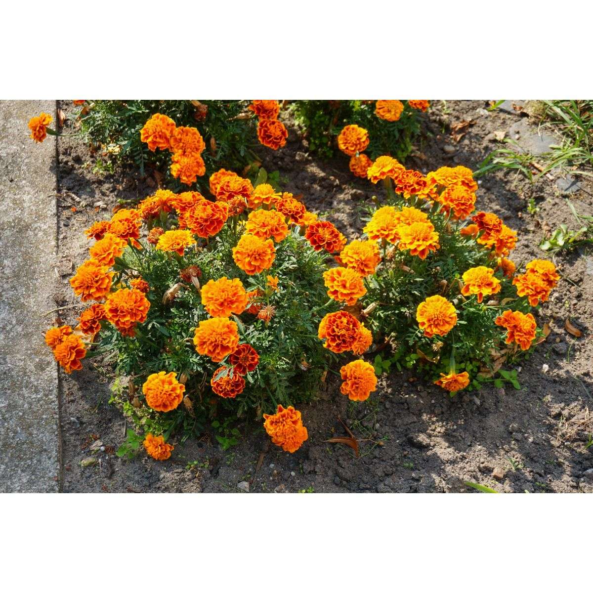 fall flower gardening