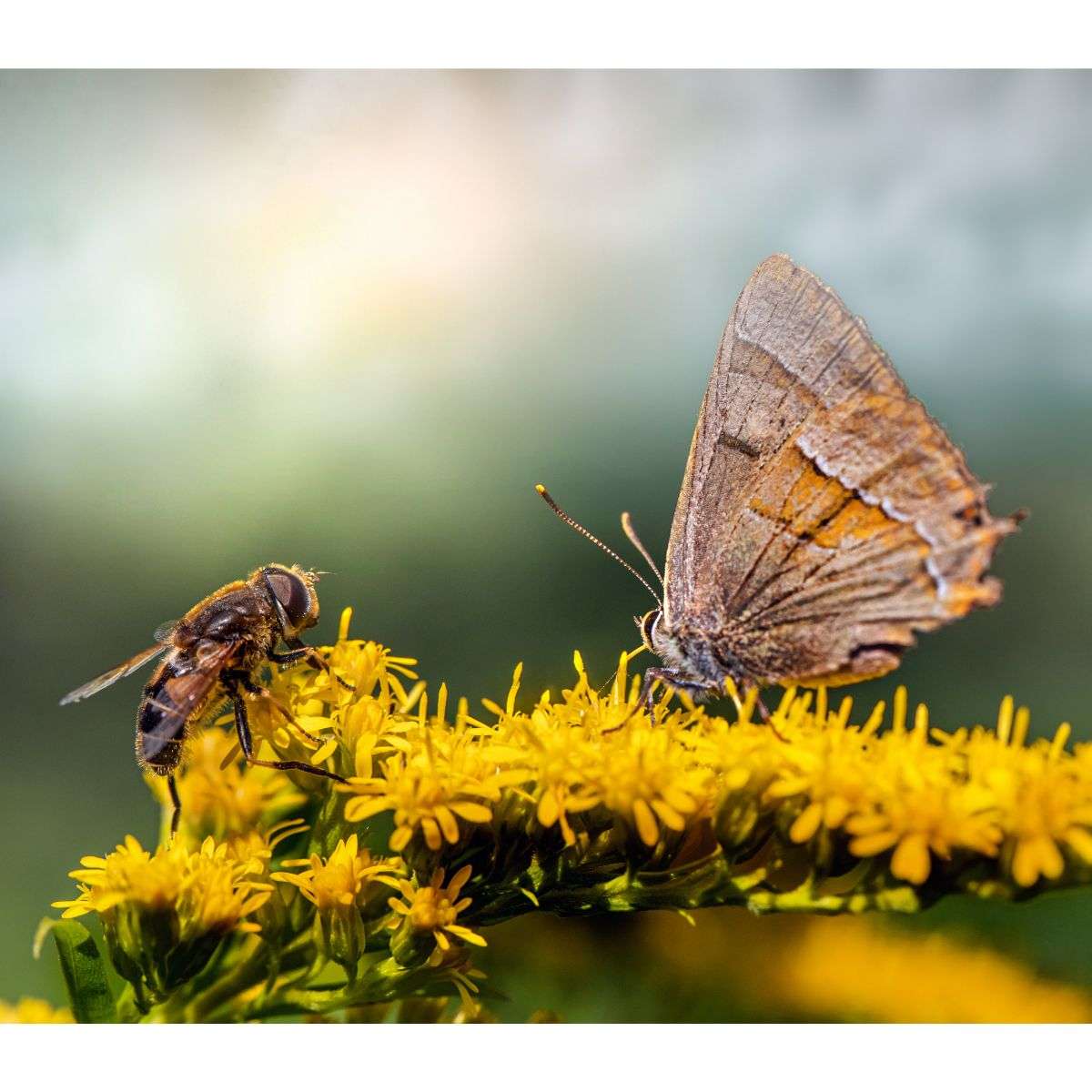 _ how to Attract Bees and Butterflies Naturally