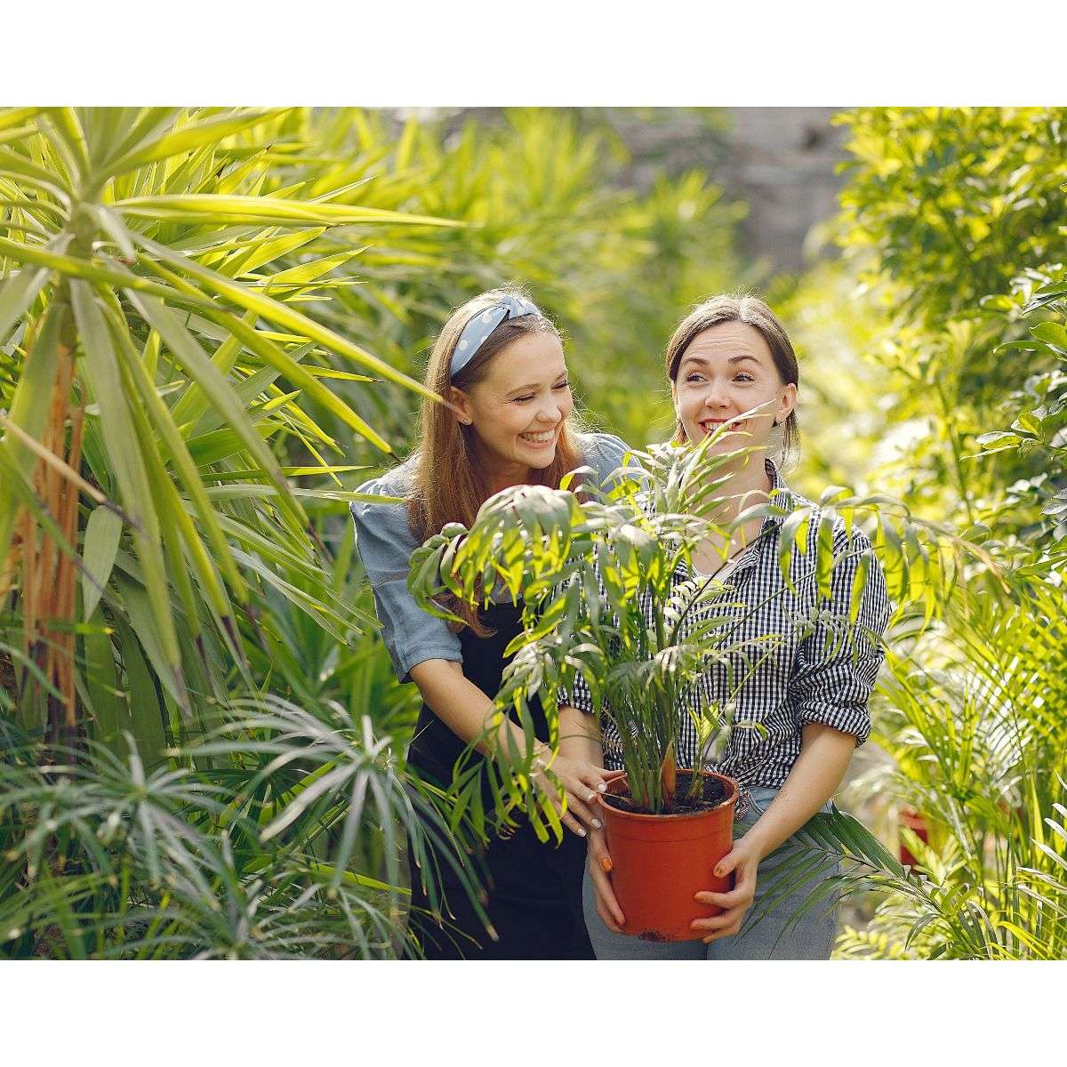 _how to Protect Your Plants in Summer Heat