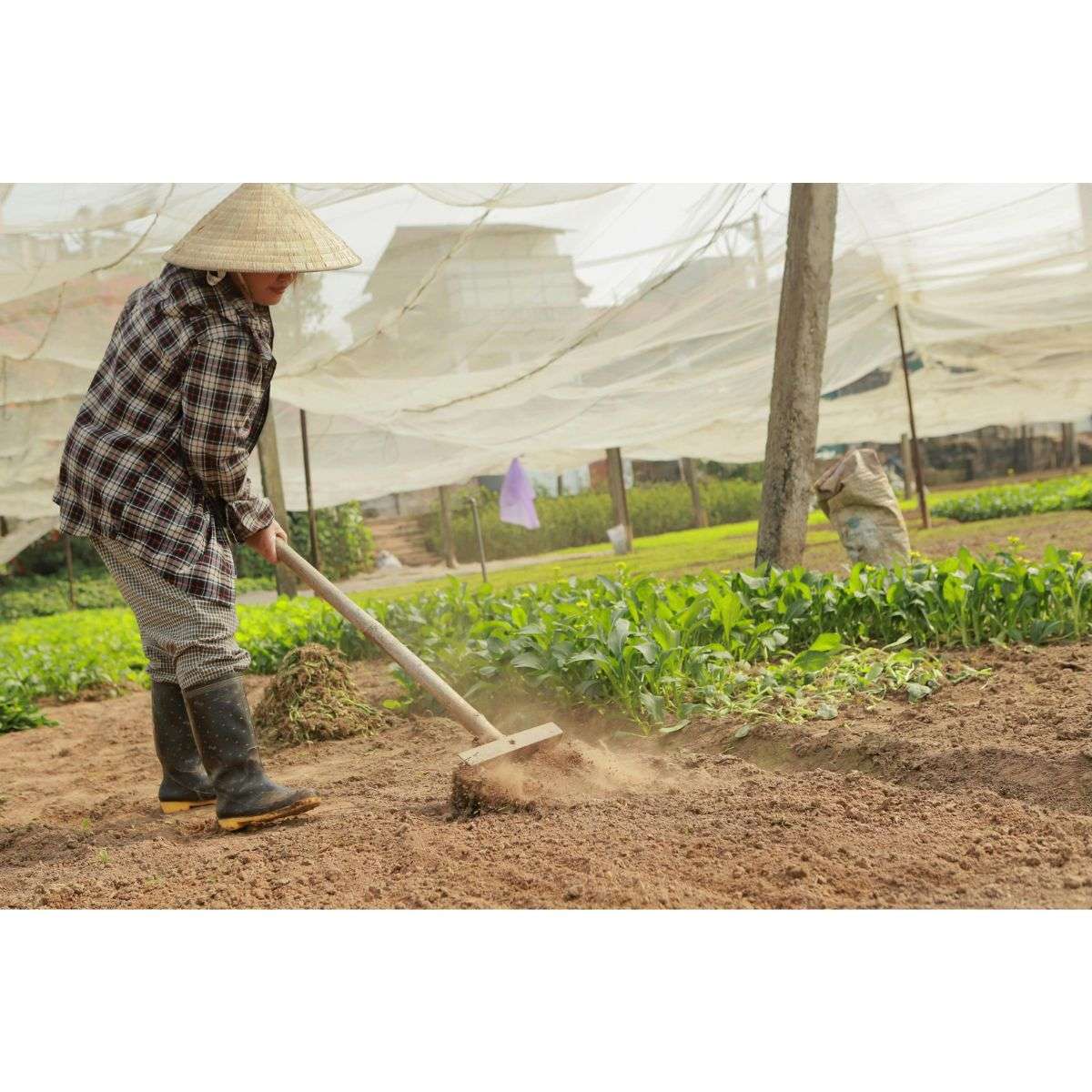 summer flower gardening