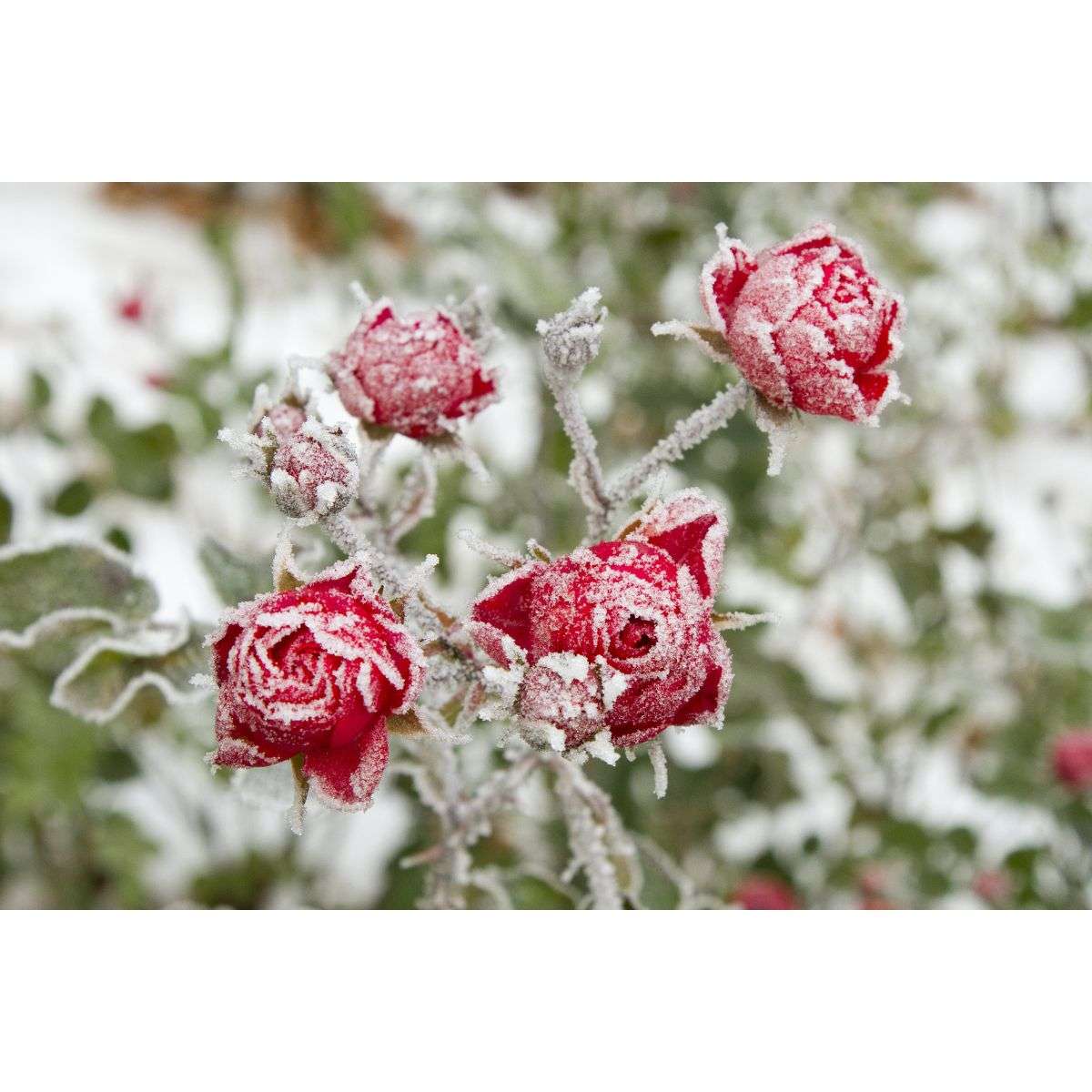 winter flower gardening