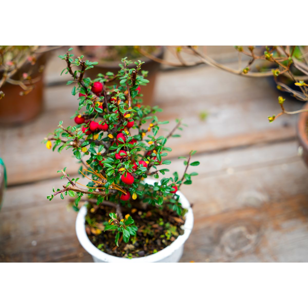 12 Fruits That Thrive in Pots