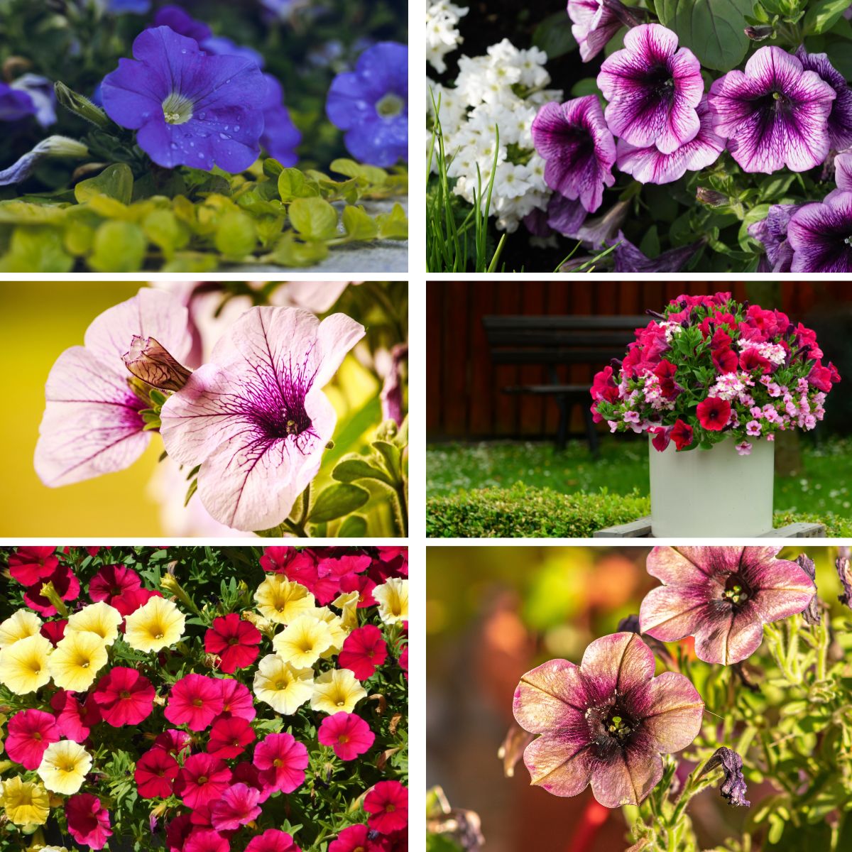 Low-Maintenance Flowers That Bloom All Year in Pots
