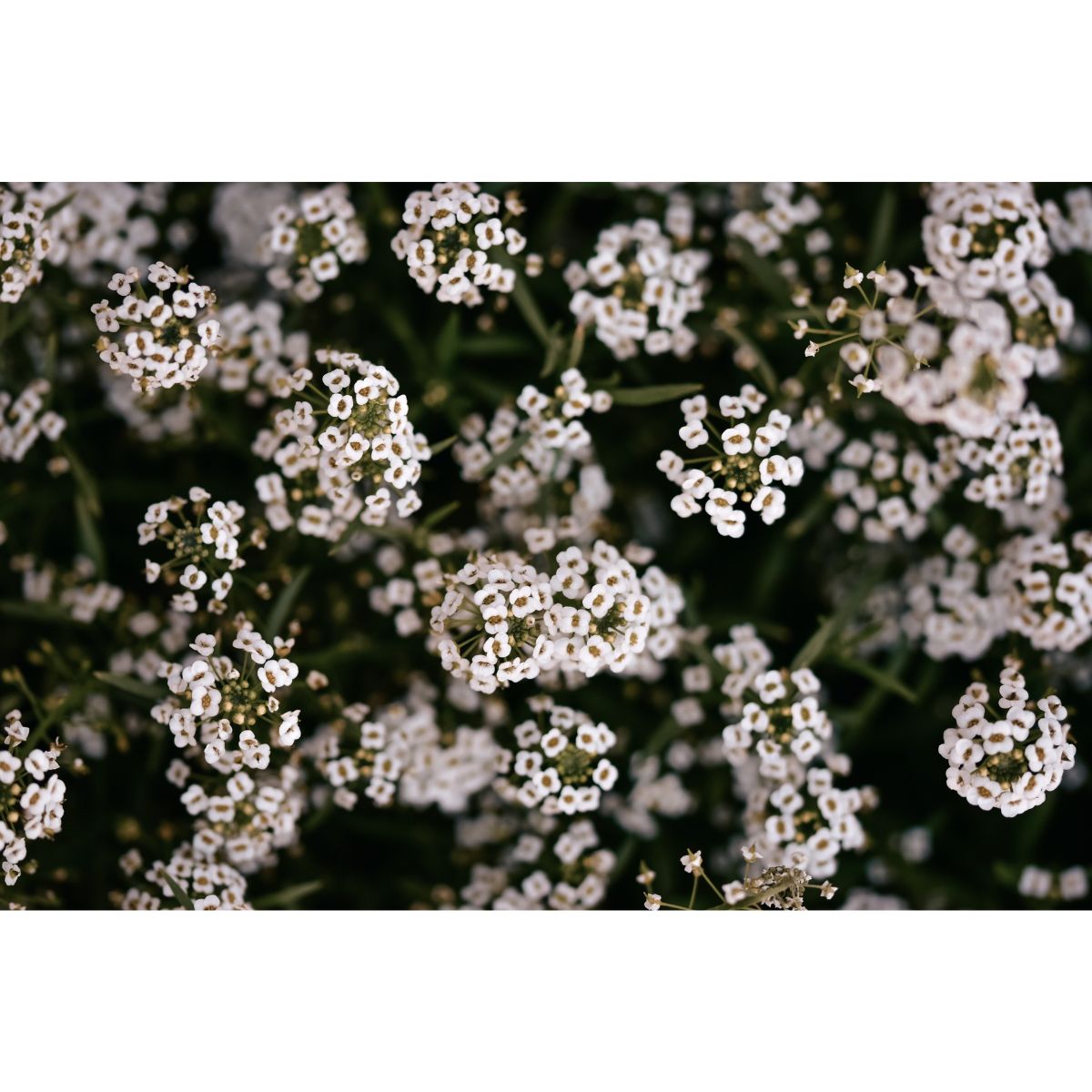 Alyssum