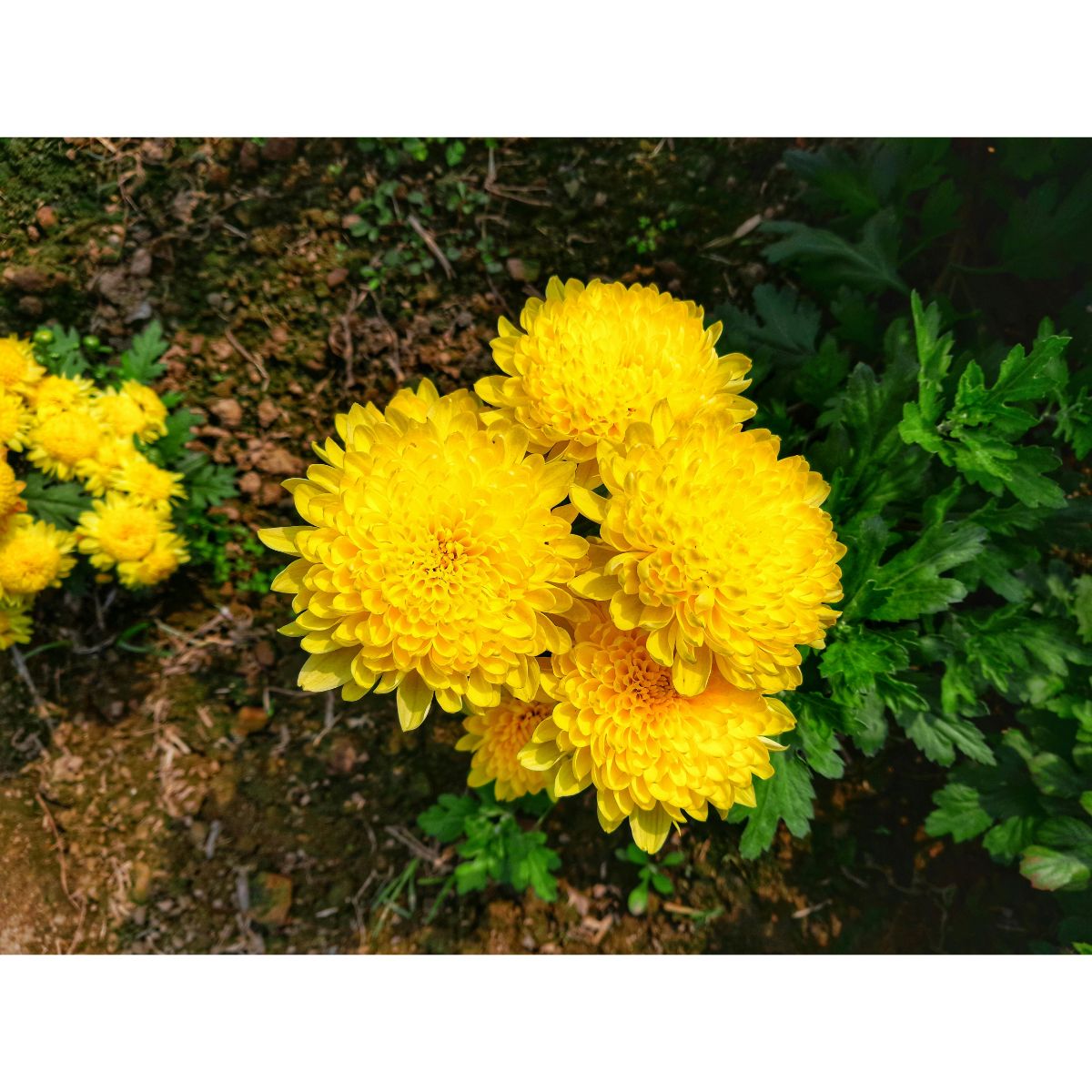Chrysanthemums