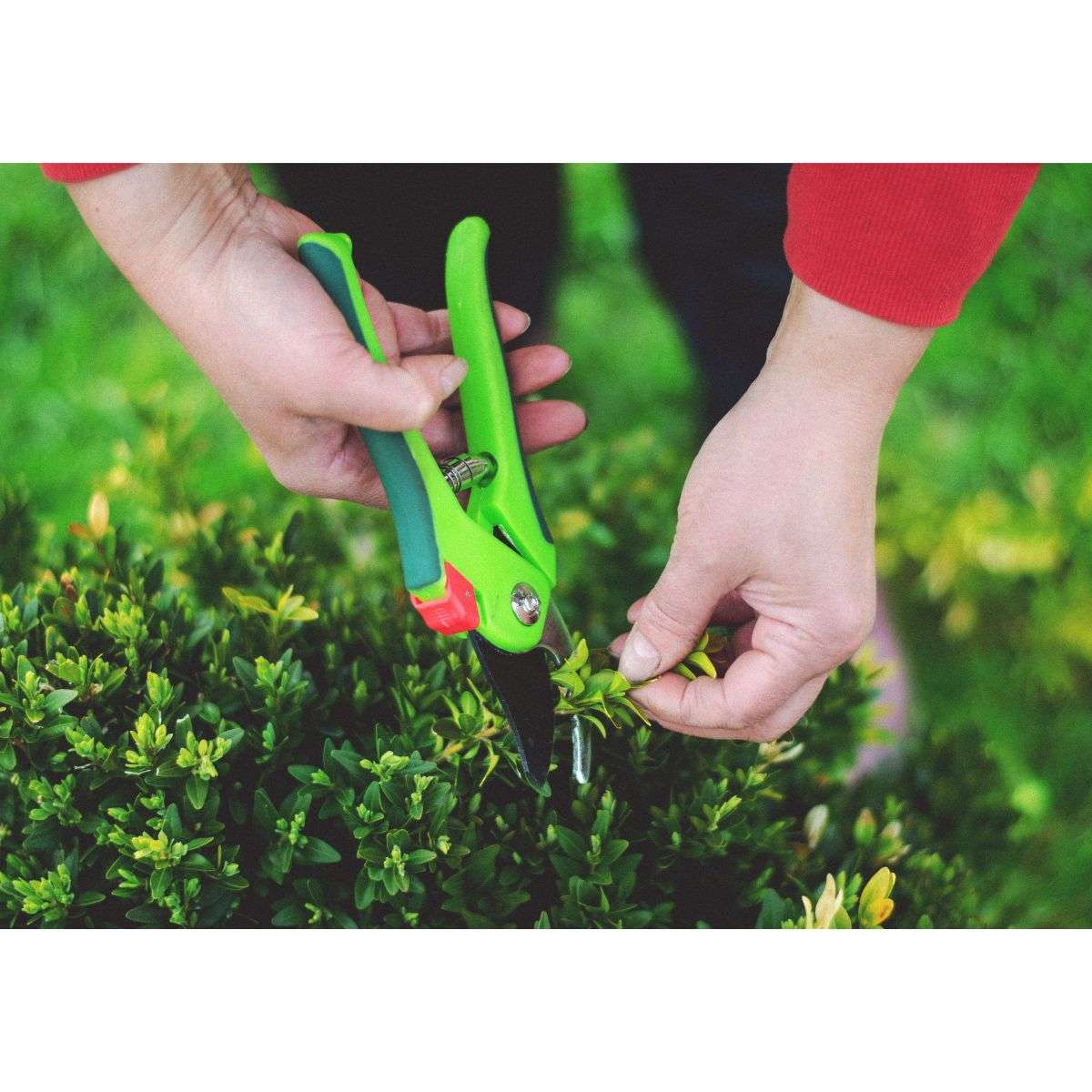 How Improper Pruning Stops Blooms