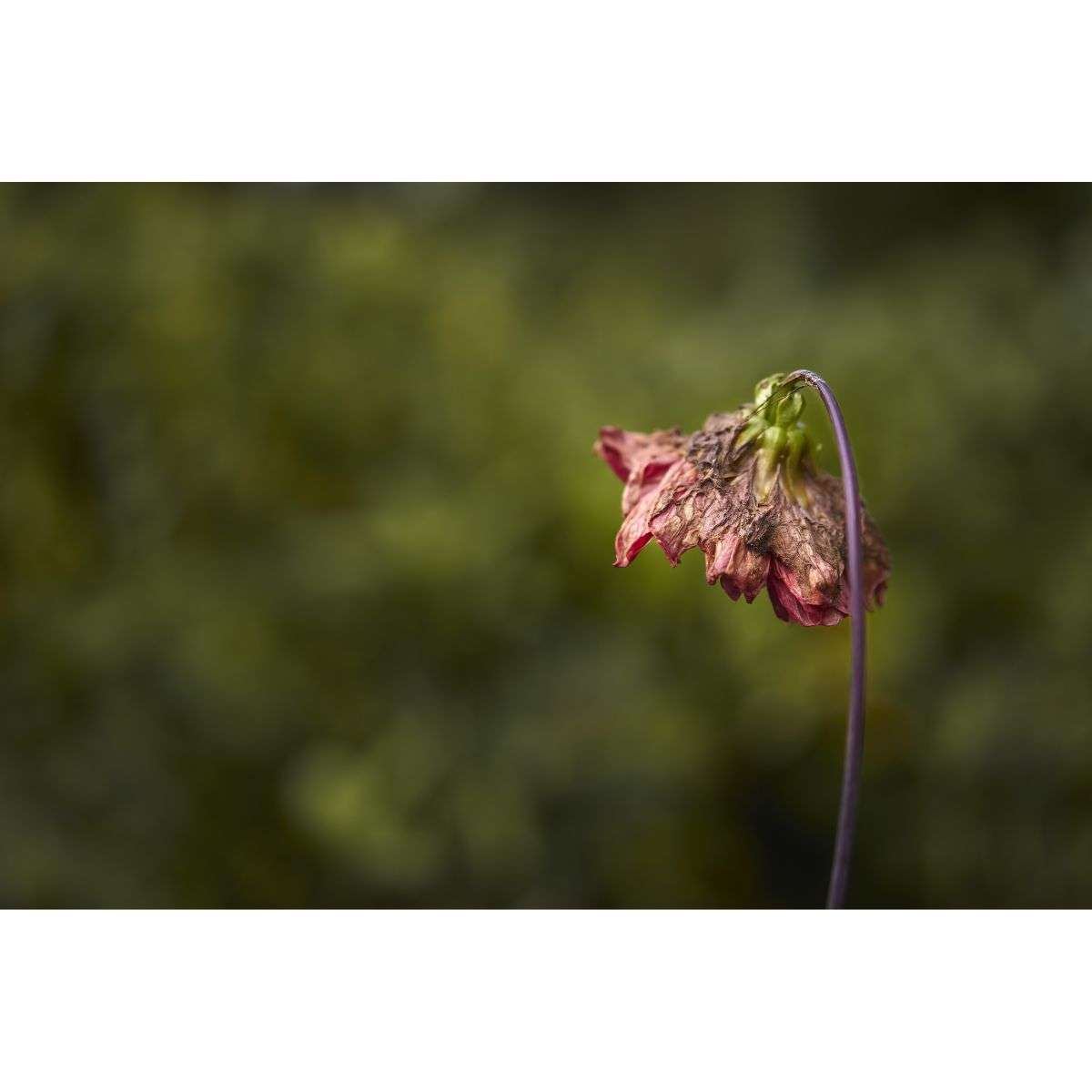 How Pests Destroy Flower Buds