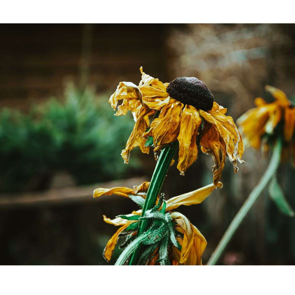 How Shade Stops Flowering