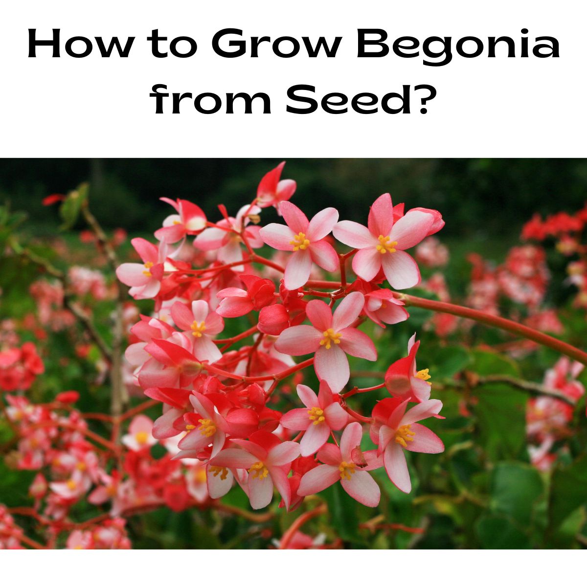 How to Grow Begonia from Seed