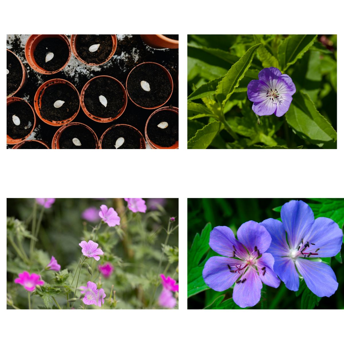 How to Grow Geranium from Seed