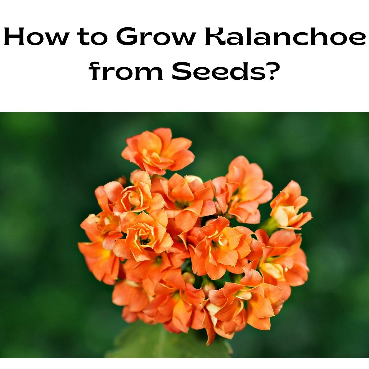 How to Grow Kalanchoe from Seeds