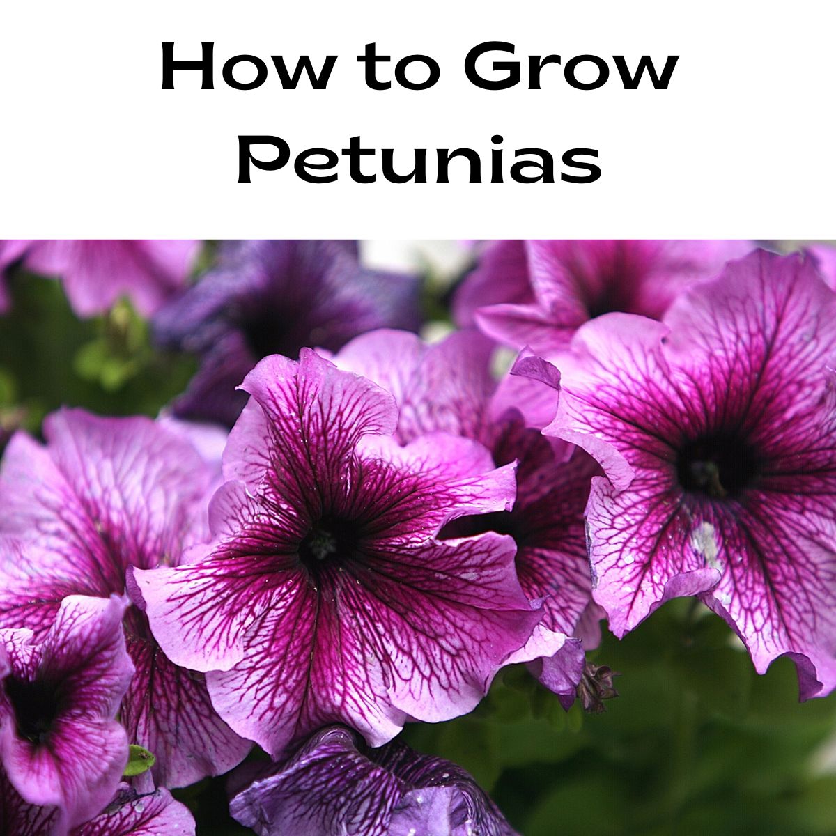 How to Grow Petunias