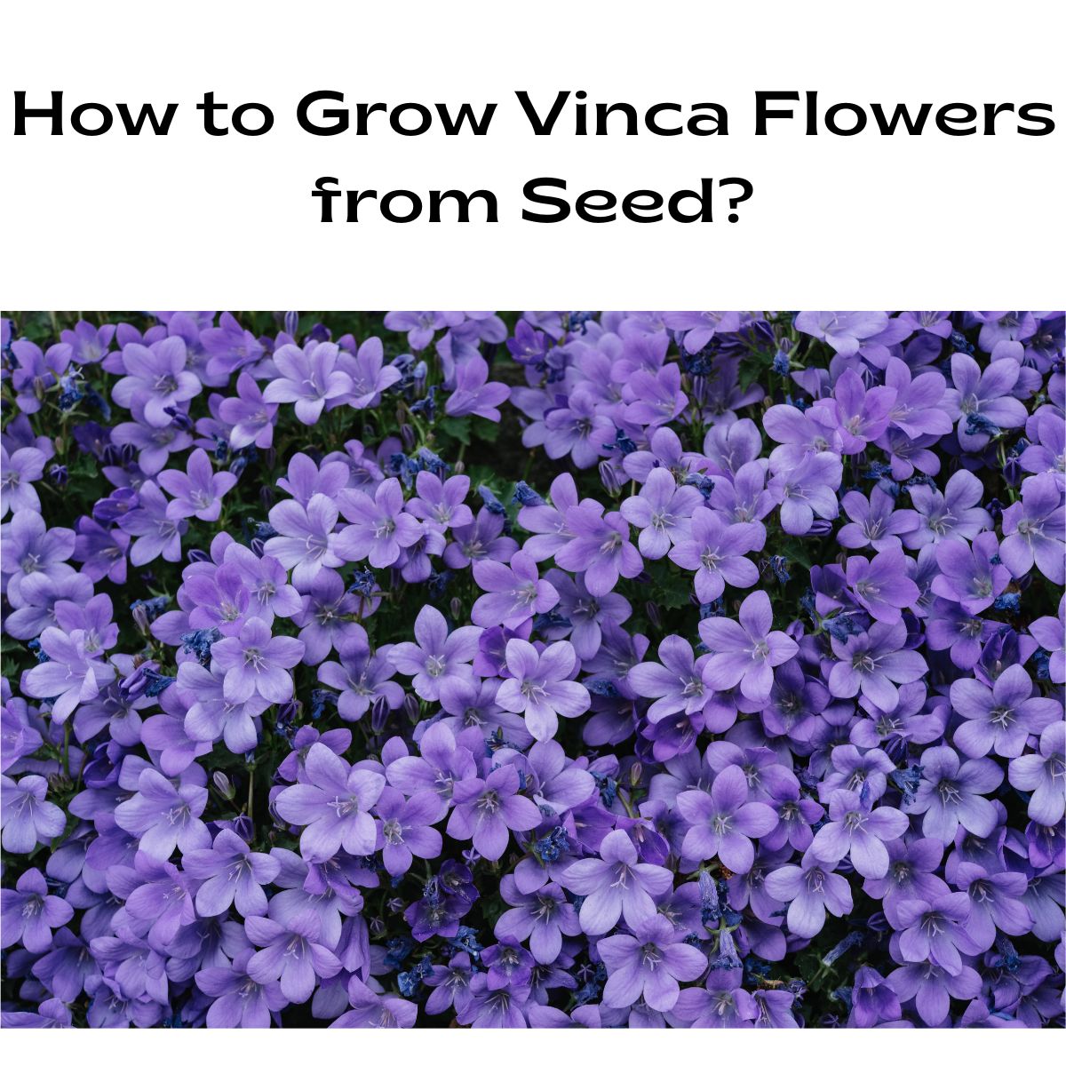 How to Grow Vinca Flowers from Seed