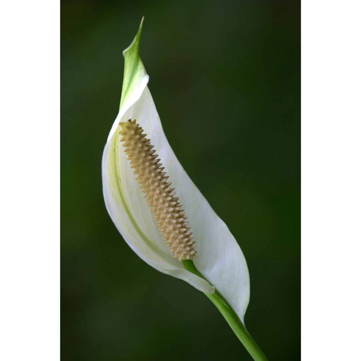 Peace Lily