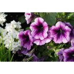 Petunias