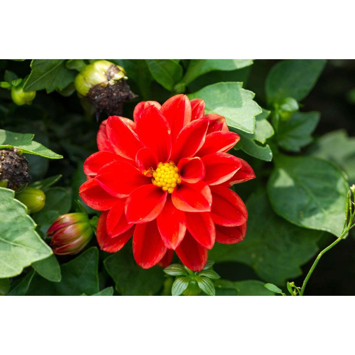 Why Your Flowering Plants Aren't Blooming