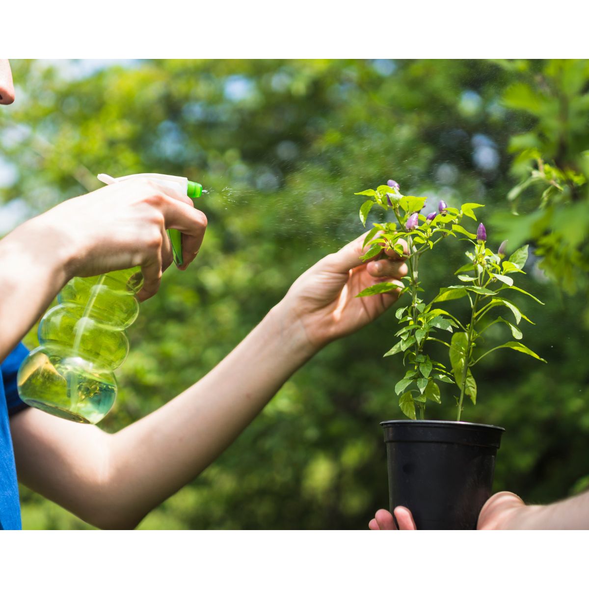 prevent plant diseases naturally