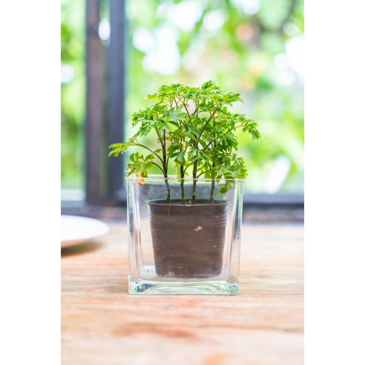 Geraniums are perfect for pots