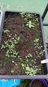 Feeding Verbena Seedlings