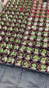 how to Fertilizing Calibrachoa Seed