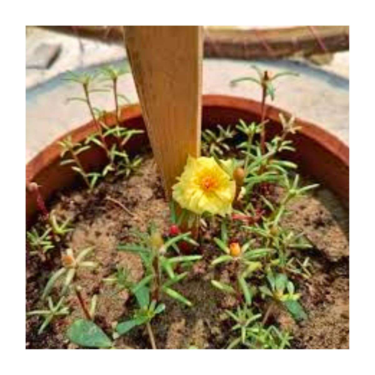 Getting Portulaca to Bloom Continuously