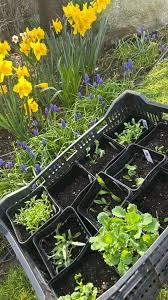 How to Cold Stratify Verbena Seeds