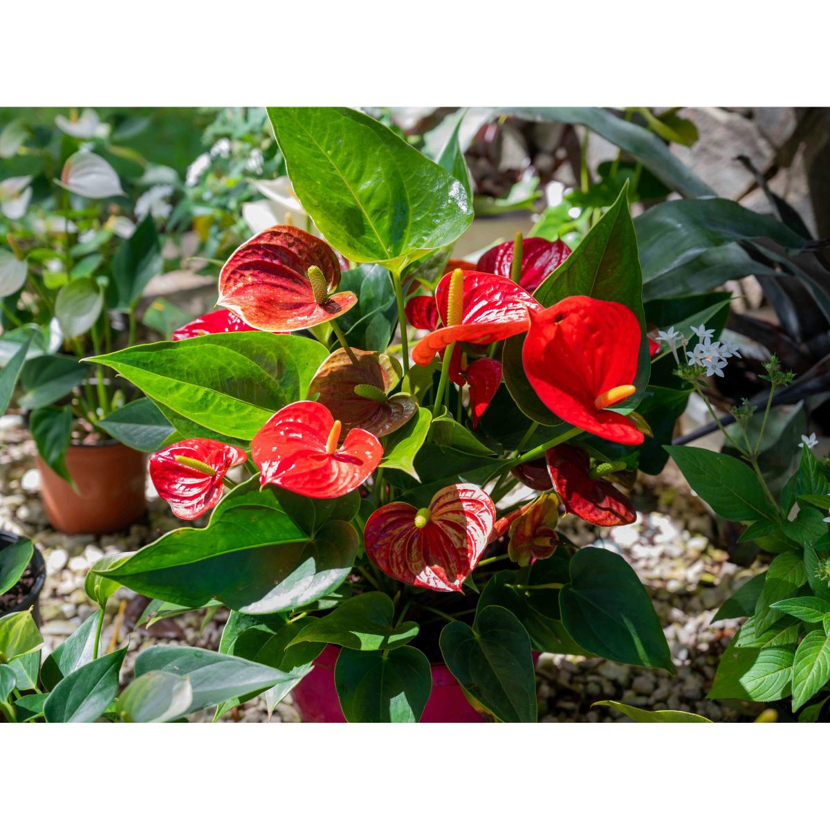 How to Grow Anthurium from Seed