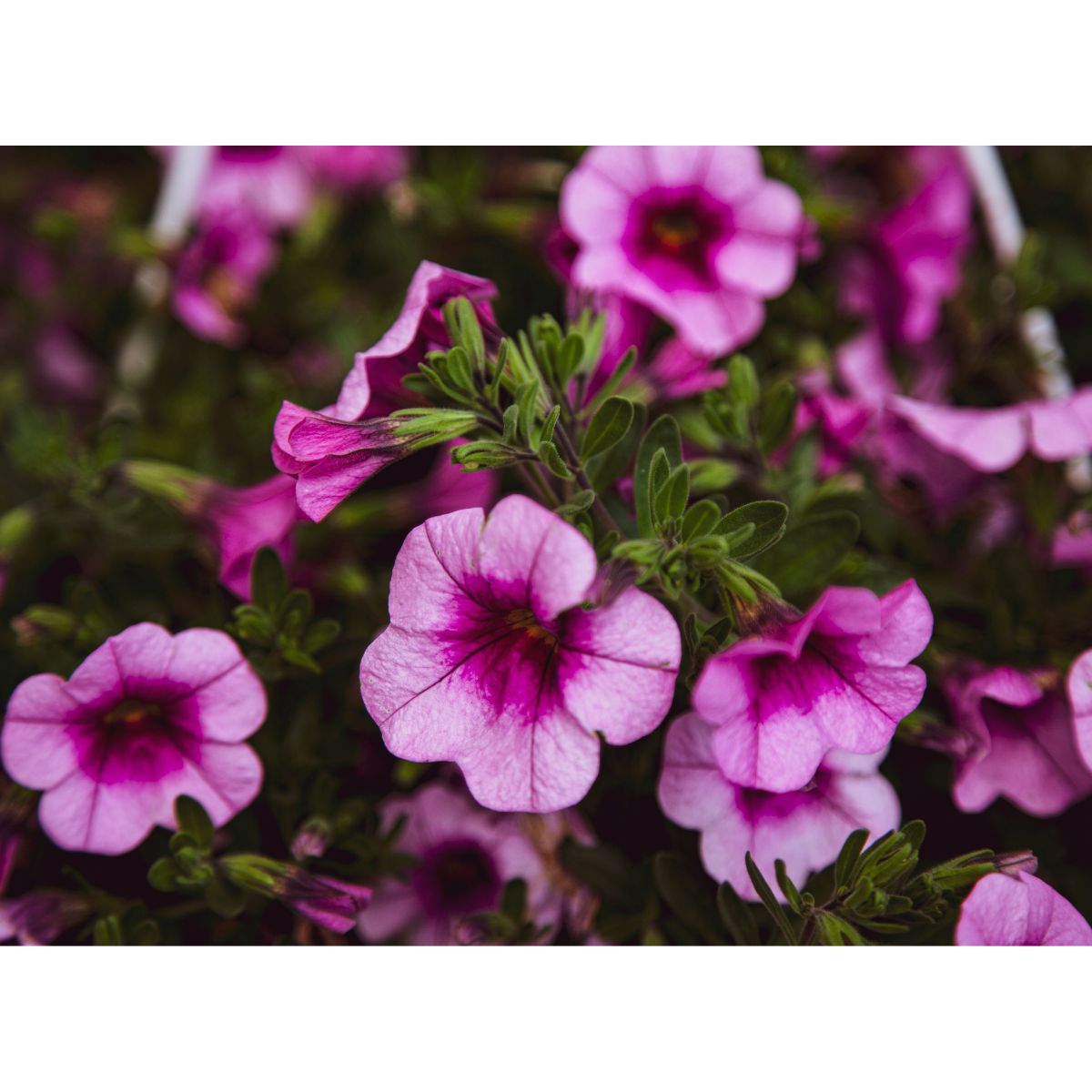 How to Grow Calibrachoa from Seed