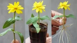 How to Grow Chrysanthemums from Seed