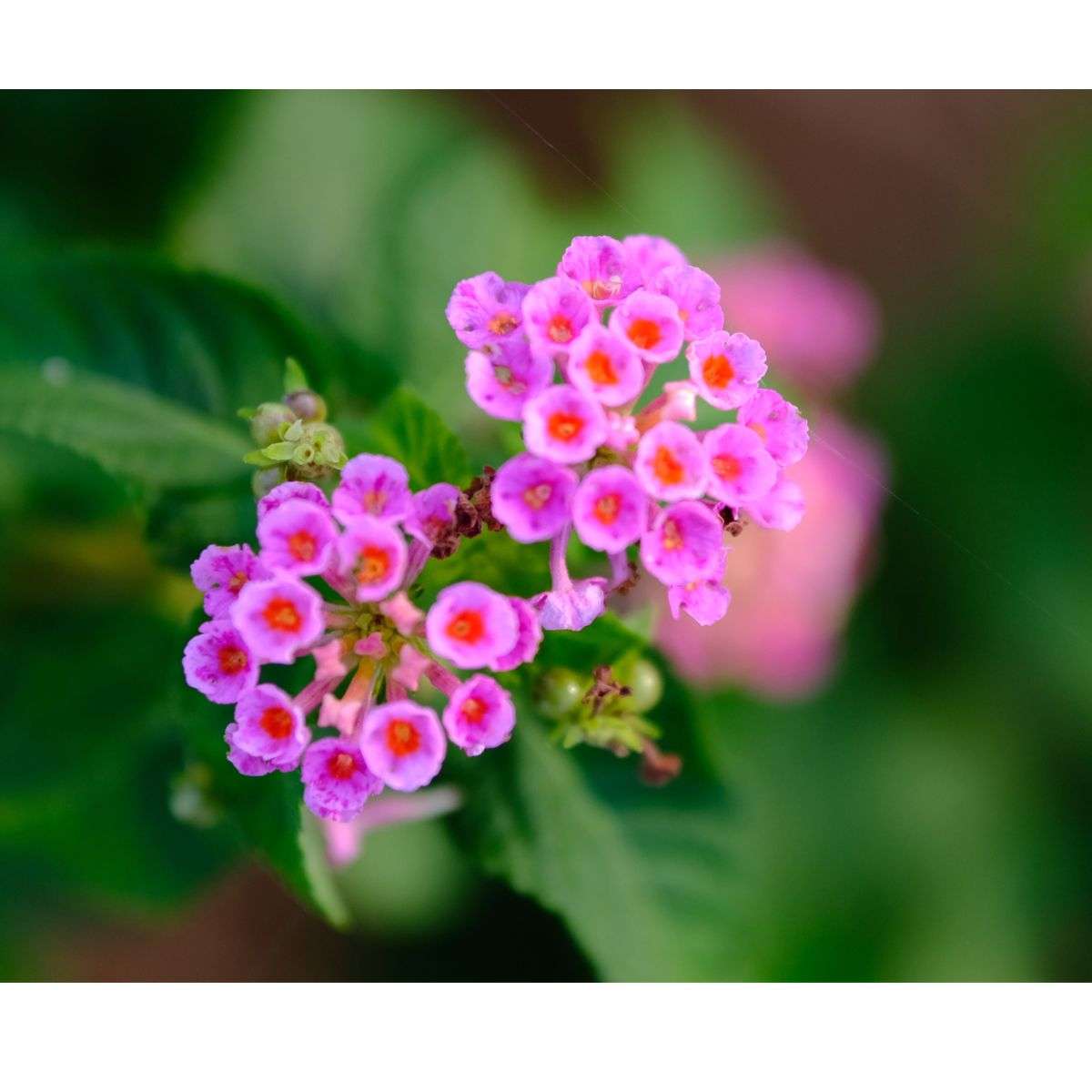 How to Grow Lantana from Seed