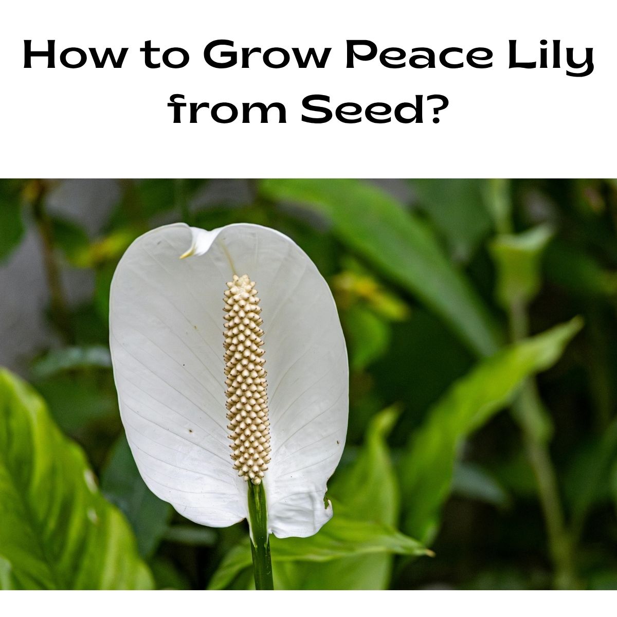 How to Grow Peace Lily from Seed