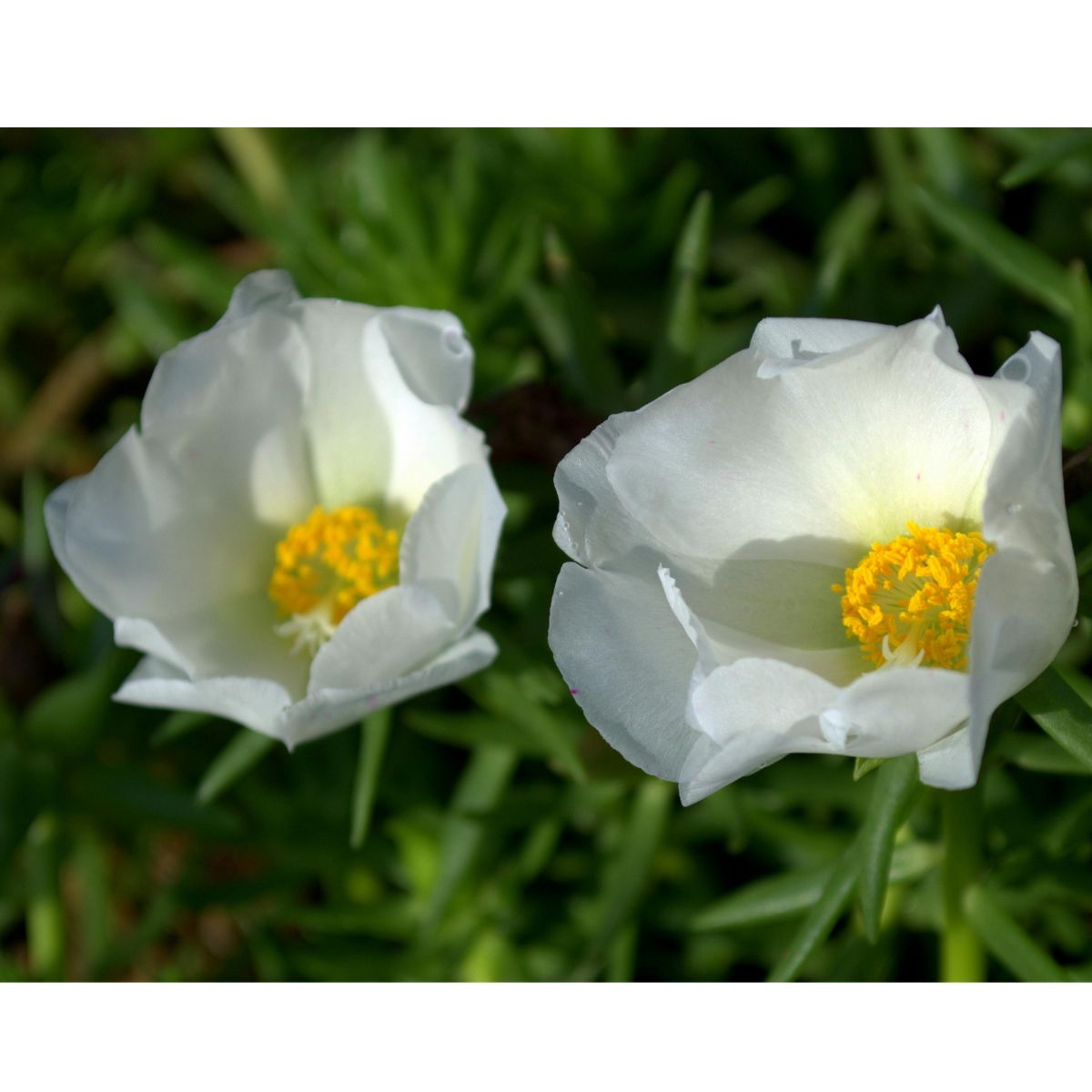 How to Grow Portulaca from Seed
