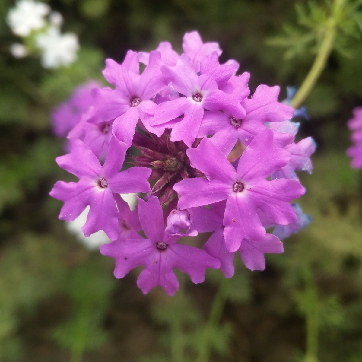 How to Grow Verbena from Seed