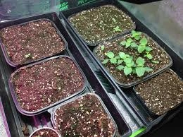 How to Set Up Soil for Lantana Seeds