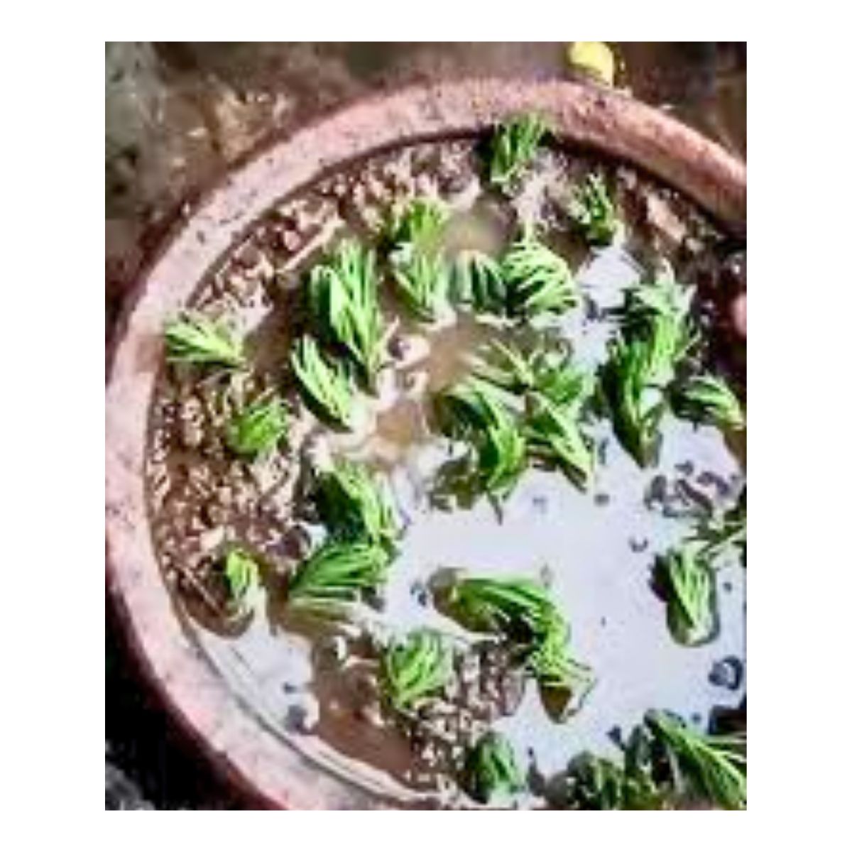 Portulaca Seed watering Care