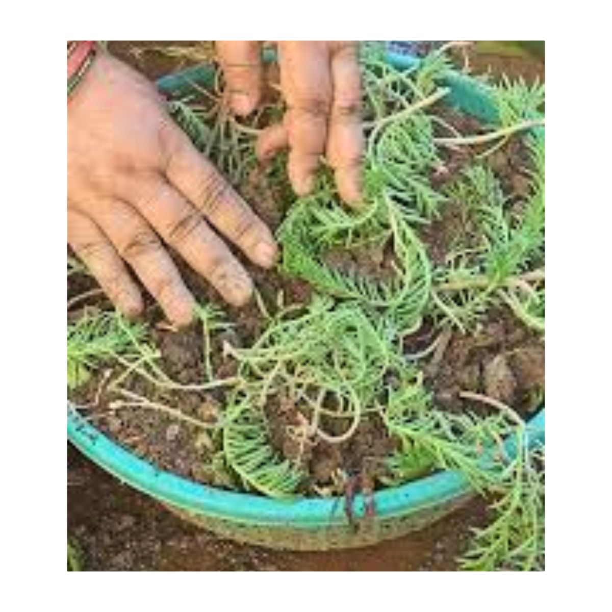 Portulaca Soil Setup