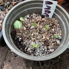 Sowing the Chrysanthemums Seeds