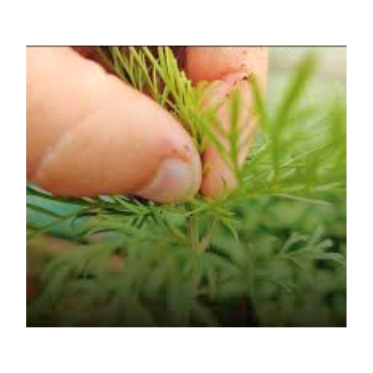 The Pinching Technique for flower