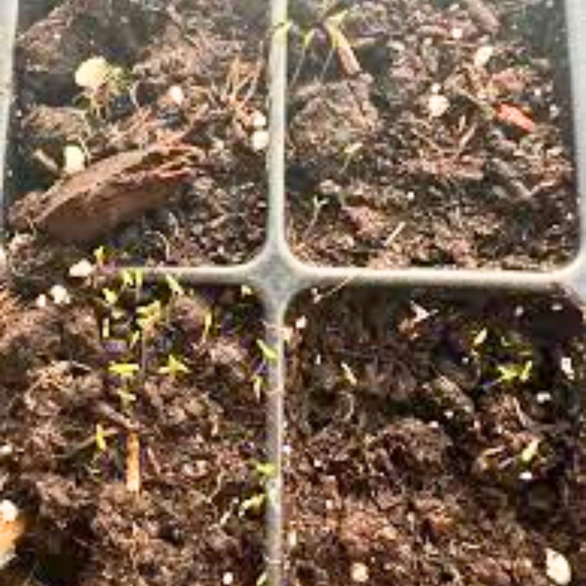 Timing the Portulaca Seed Start