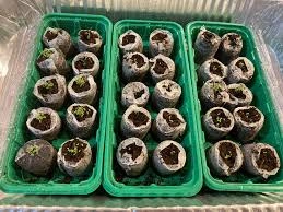 Timing the chrysanthemums Seed Start