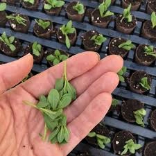 how to Transplanting Calibrachoa Seed