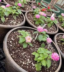 When Lantana Seed Starts Growing