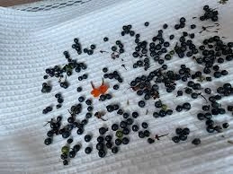 how to Collect Lantana Seed