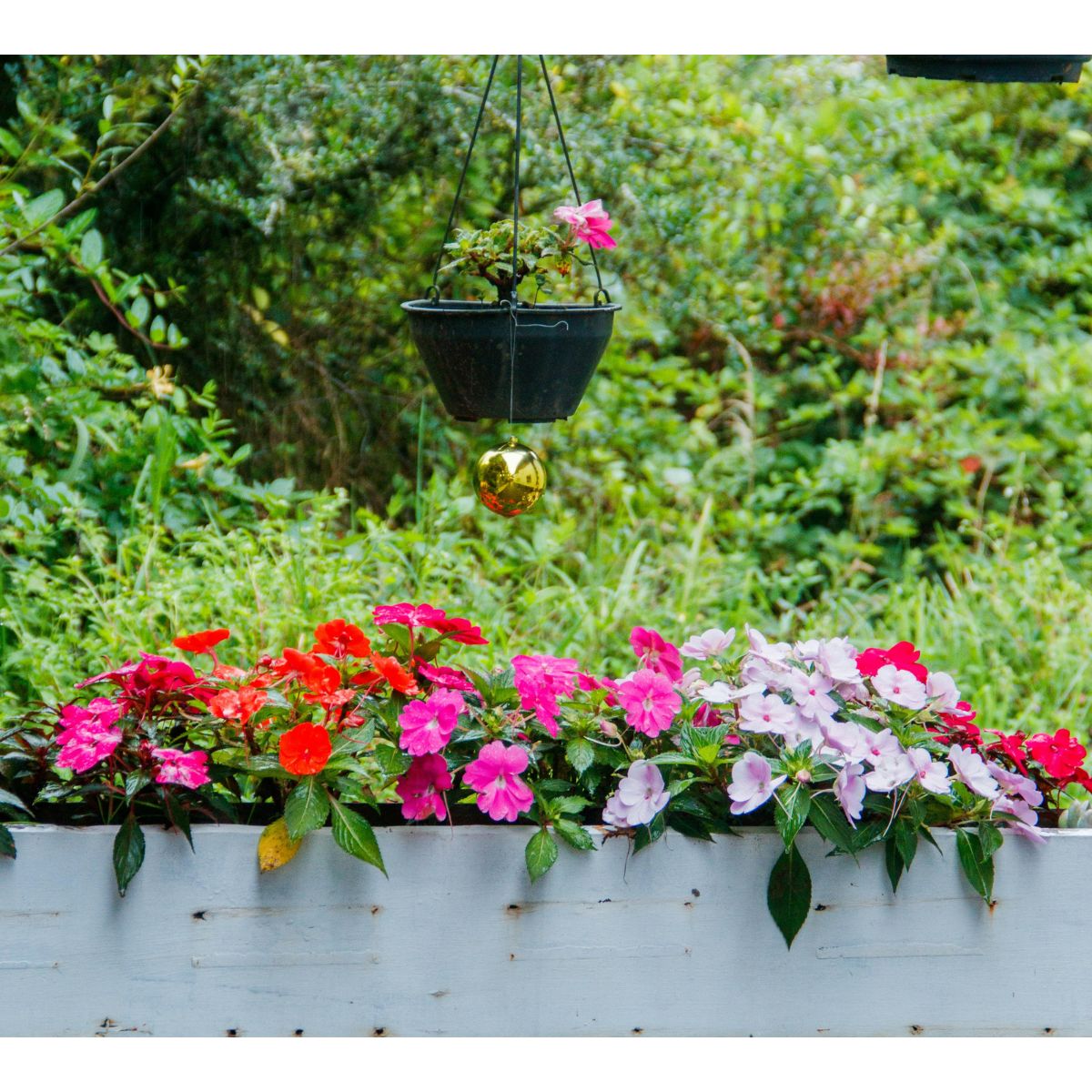 how to grow impatiens from seed