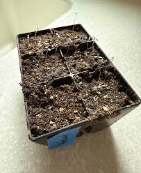 vervena Seed Selection