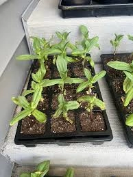 How to Feed Zinnia From Seed Through Bloom