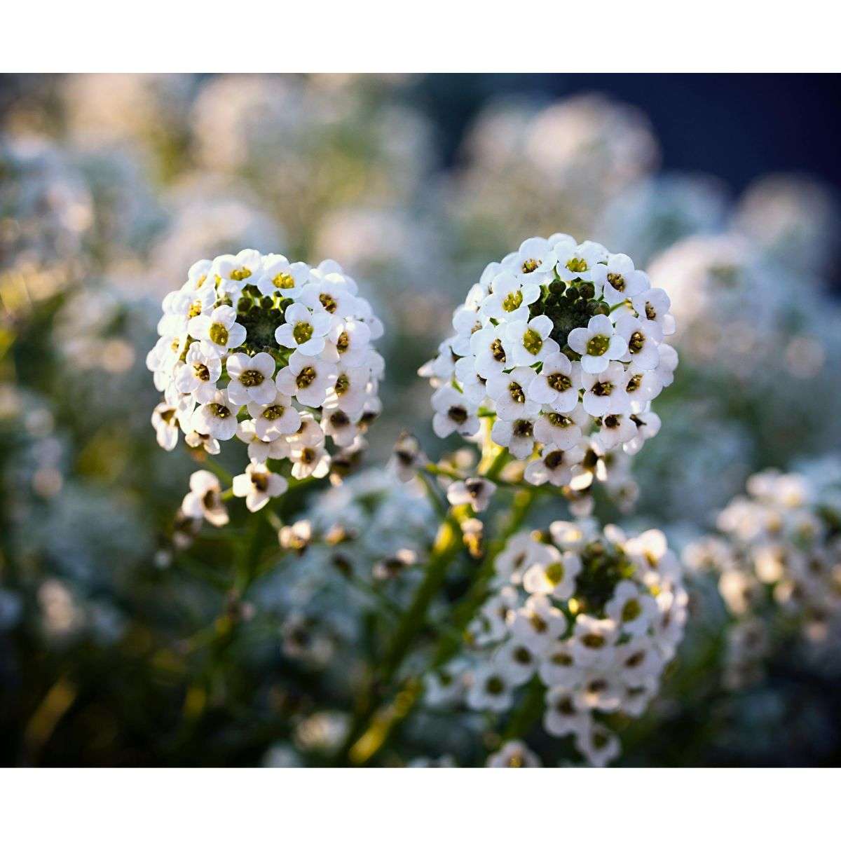 How to Grow Alyssum from Seed