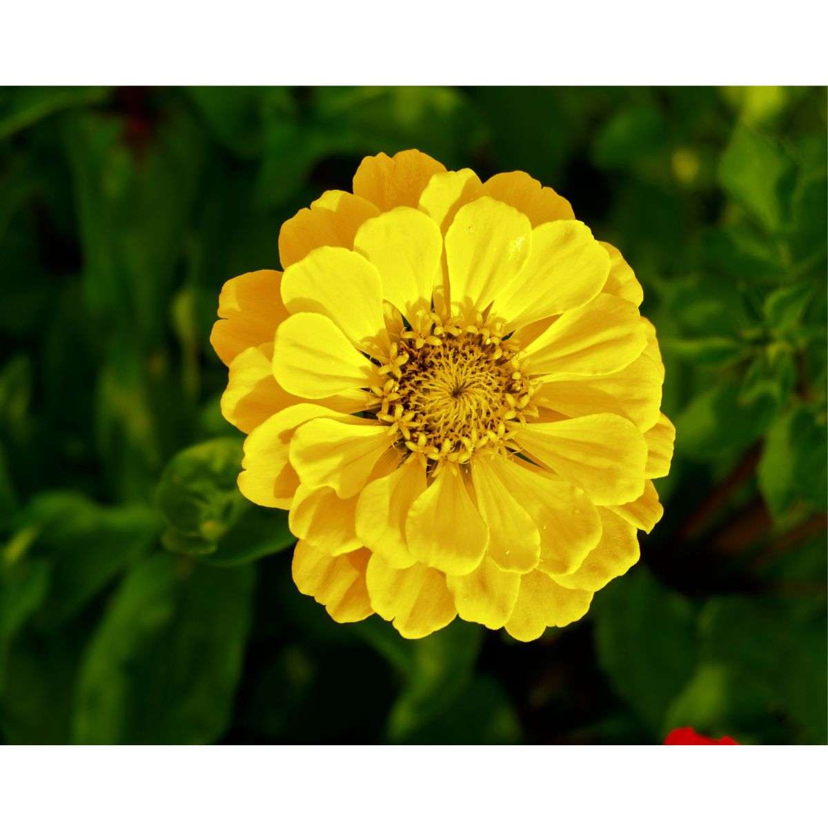 How to Grow Zinnia from Seed